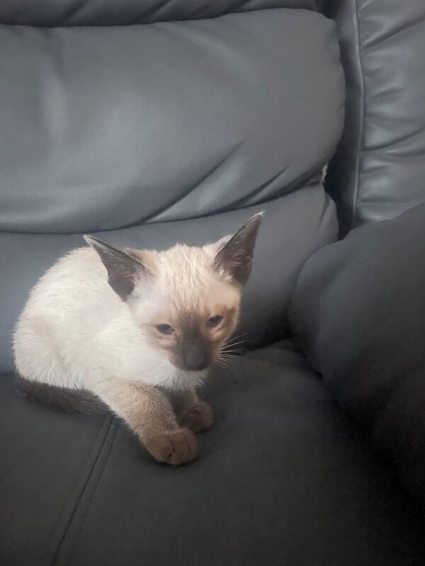 Siamese kittens for sale in Ashton-under-Lyne, Greater Manchester – 7 weeks old - Image 3 of 3