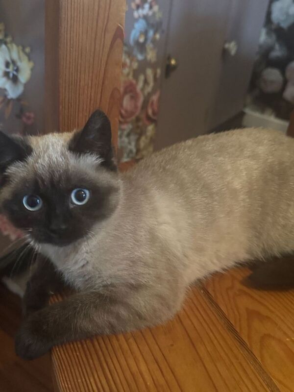 Siamese Kittens For Sale