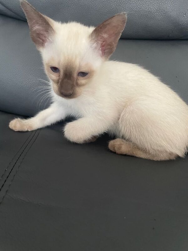 Siamese kittens for sale in Ashton-under-Lyne, Greater Manchester – 7 weeks old