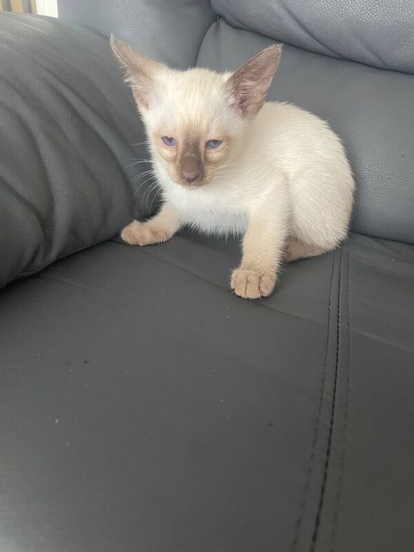 Siamese kittens for sale in Ashton-under-Lyne, Greater Manchester – 7 weeks old - Image 2 of 3