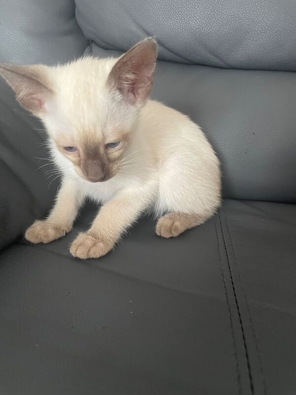 Siamese kittens for sale in Ashton-under-Lyne, Greater Manchester – 7 weeks old - Image 3 of 3