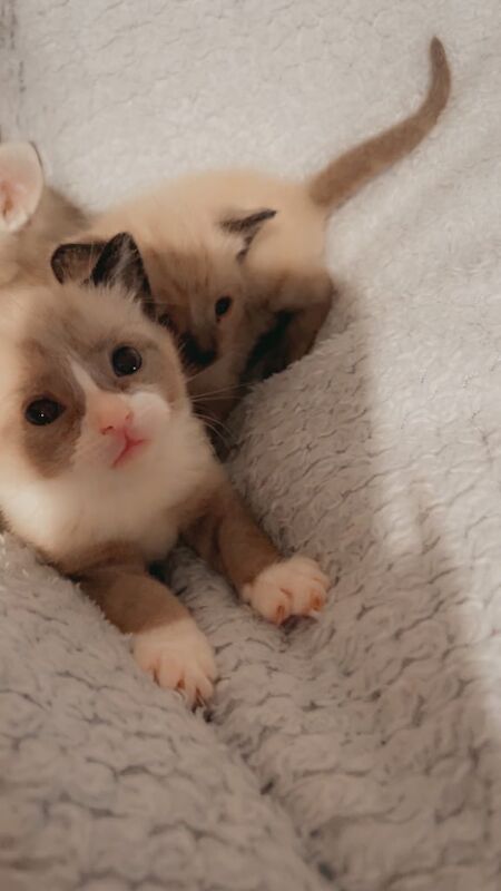 Siamese kittens for sale in Wokingham, Berkshire – 4 weeks old