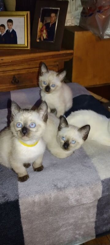 Siamese kittens for sale in Banbridge, County Down – 3 months old