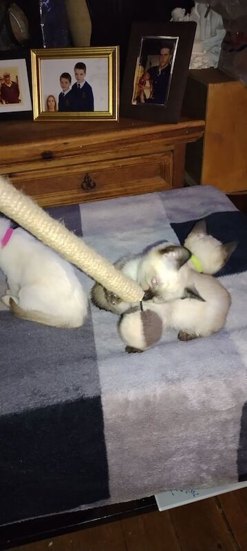 Siamese kittens for sale in Banbridge, County Down – 3 months old - Image 2 of 3