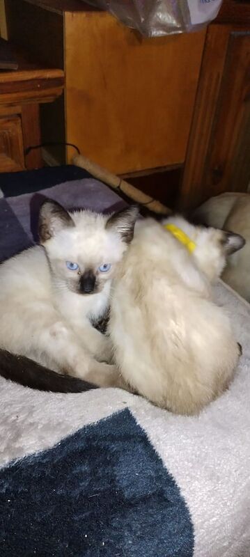 Siamese kittens for sale in Banbridge, County Down – 3 months old - Image 3 of 3