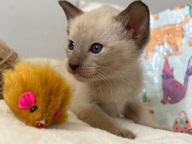 Siamese kittens for sale in Bangor, County Down – 8 weeks old - Image 2 of 6