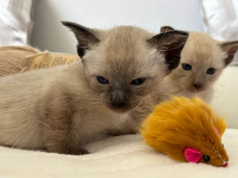 Siamese kittens for sale in Bangor, County Down – 8 weeks old - Image 3 of 6