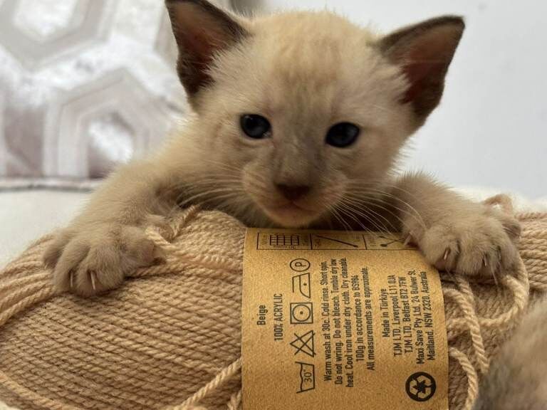 Siamese kittens for sale in Bangor, County Down – 8 weeks old - Image 4 of 6