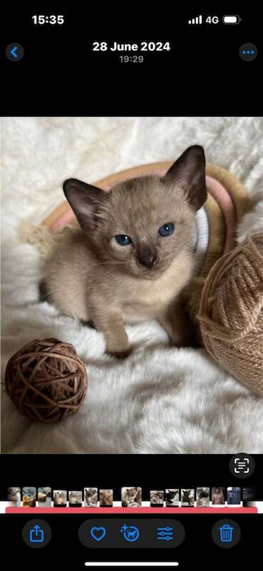 Siamese kittens for sale in Bangor, County Down – 8 weeks old - Image 5 of 6