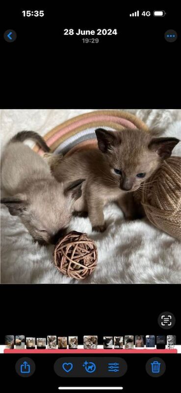 Siamese kittens for sale in Bangor, County Down – 8 weeks old - Image 6 of 6