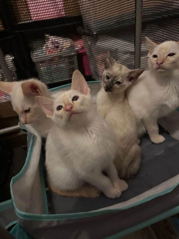 Siamese kittens