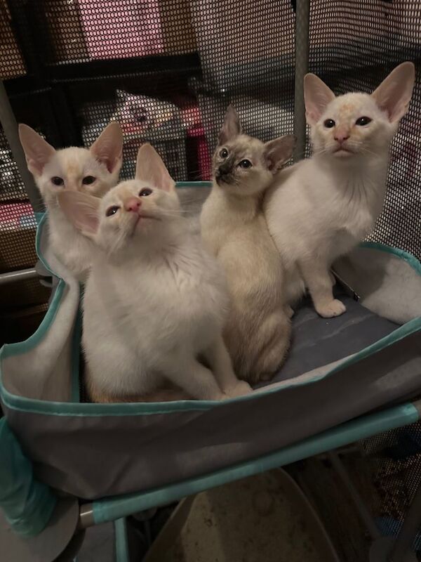 Siamese kittens - Image 2 of 3