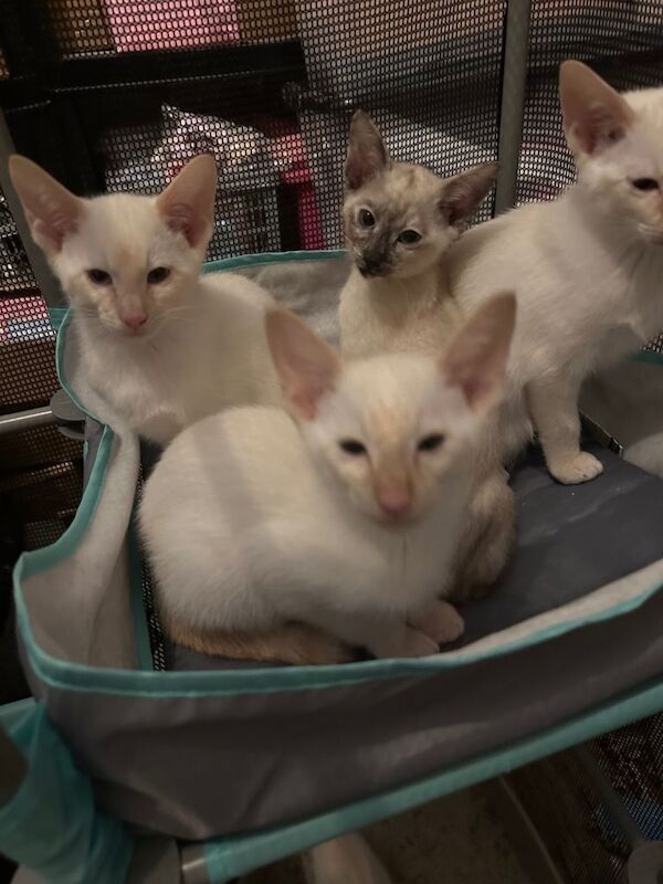 Siamese kittens - Image 3 of 3