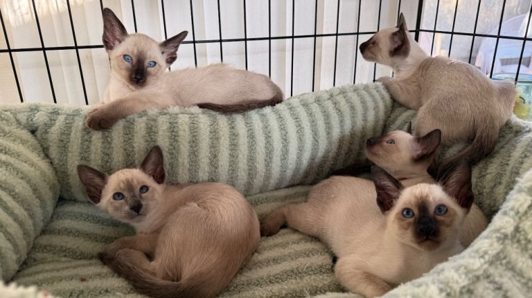 Siamese kittens