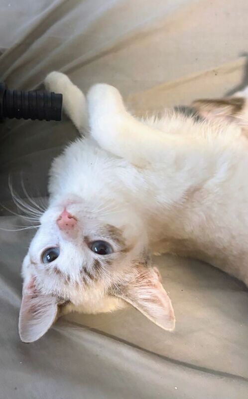 Siamese Kittens For Sale Under £300