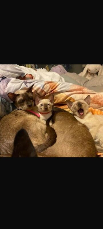 Siamese kittens for sale in County Antrim – 3 months old - Image 2 of 4