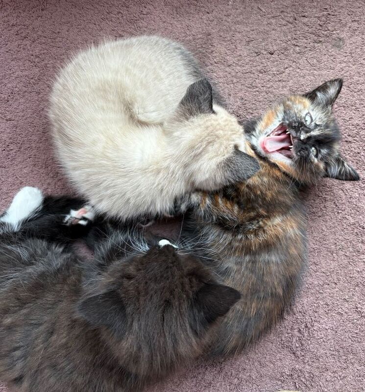 Siamese kittens for sale in Storrington, West Sussex – 10 weeks old