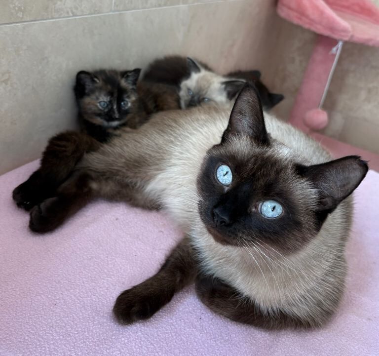Siamese kittens for sale in Storrington, West Sussex – 10 weeks old - Image 2 of 4