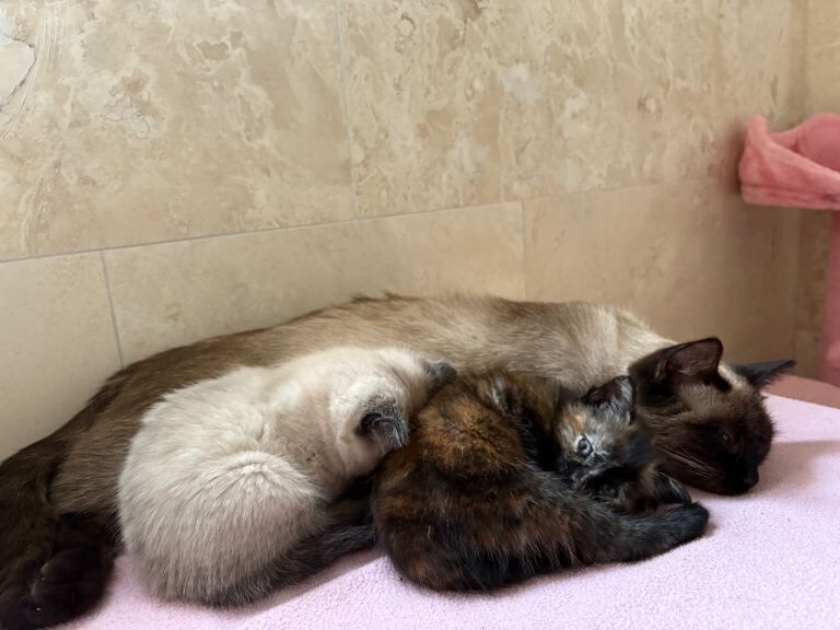 Siamese kittens for sale in Storrington, West Sussex – 10 weeks old - Image 3 of 4