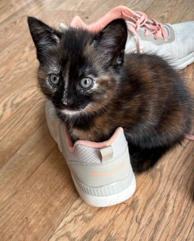 Siamese kittens for sale in Storrington, West Sussex – 10 weeks old - Image 4 of 4