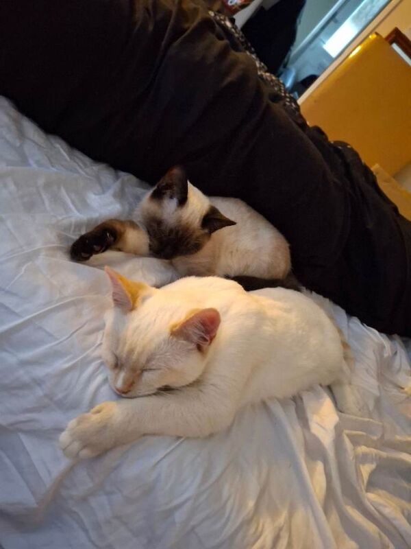 Siamese kittens for sale in Basingstoke, Hampshire – 7 months old - Image 2 of 4