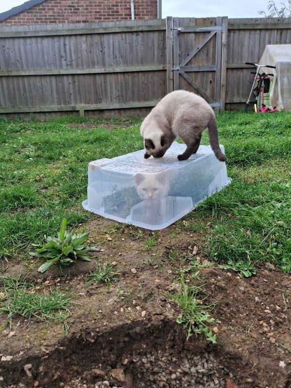 Siamese kittens for sale in Basingstoke, Hampshire – 7 months old - Image 3 of 4