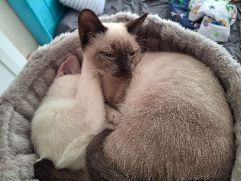 Siamese kittens for sale in Basingstoke, Hampshire – 7 months old - Image 4 of 4