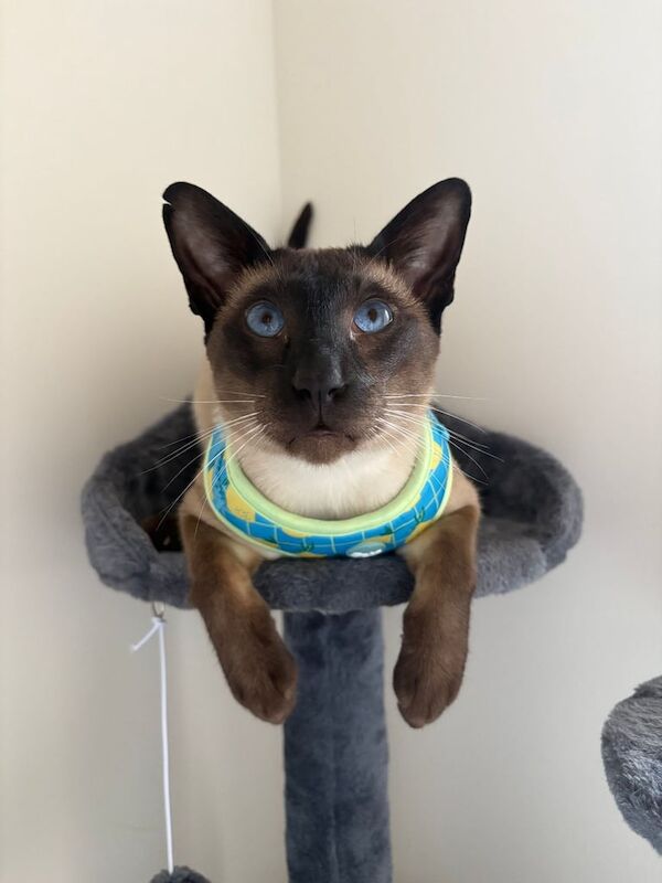 Siamese kittens for sale in Belfast, County Antrim – 2 years old