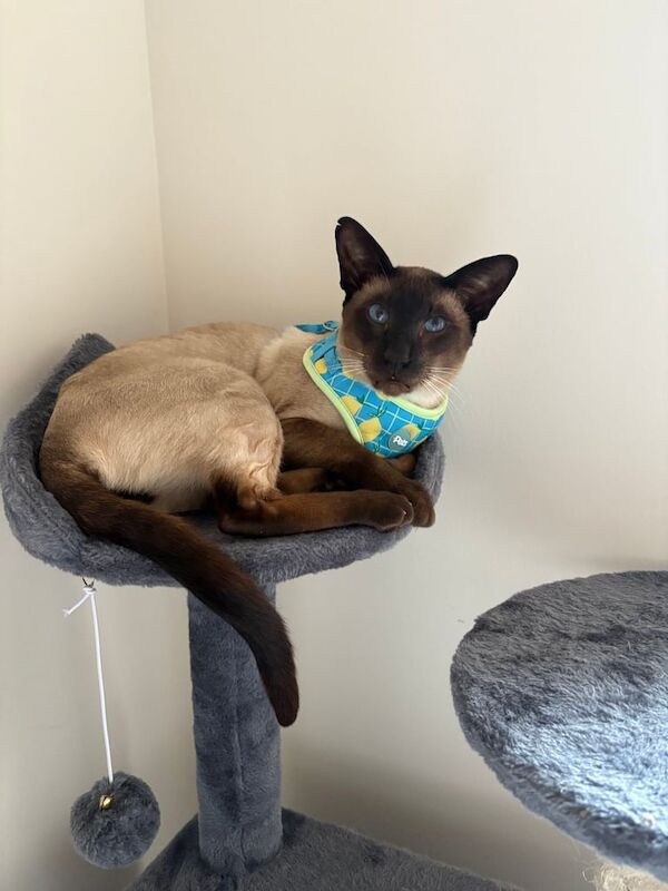 Siamese kittens for sale in Belfast, County Antrim – 2 years old - Image 2 of 3