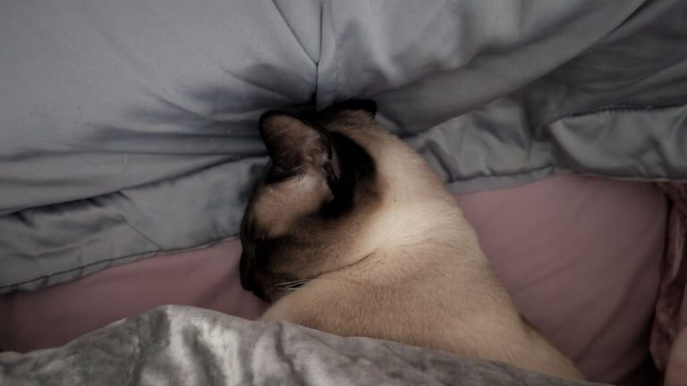 Siamese kittens for sale in Belfast, County Antrim – 2 years old - Image 3 of 3