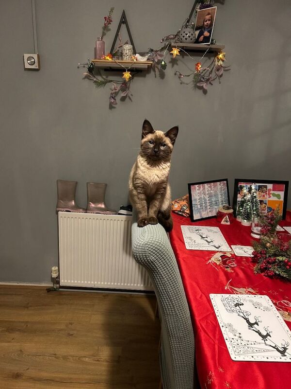 Siamese Kittens For Sale