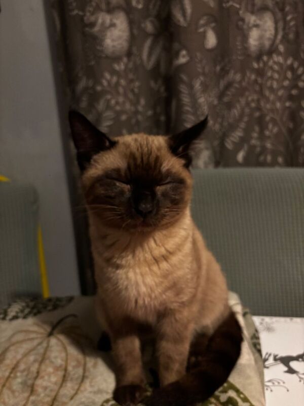 Siamese kittens for sale in Pen-lan, West Glamorgan – 4 months old - Image 4 of 4