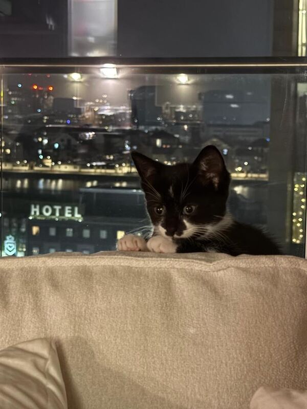 Siamese kittens for sale in Canning Town, Greater London – 11 weeks old