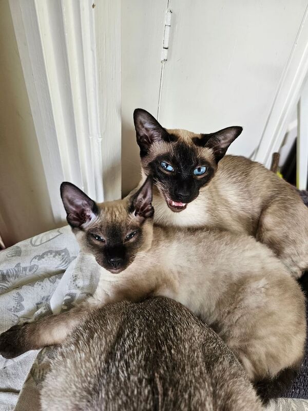Siamese x british blue kittens for sale in Salisbury, Wiltshire - Image 3