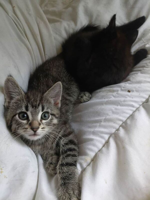Siamese Kittens For Sale