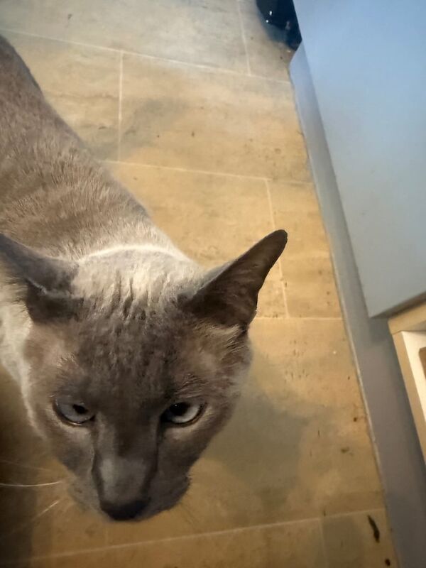 Siamese kittens for sale in Southampton, Hampshire – 6 years old