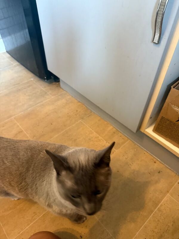 Siamese kittens for sale in Southampton, Hampshire – 6 years old - Image 2 of 3