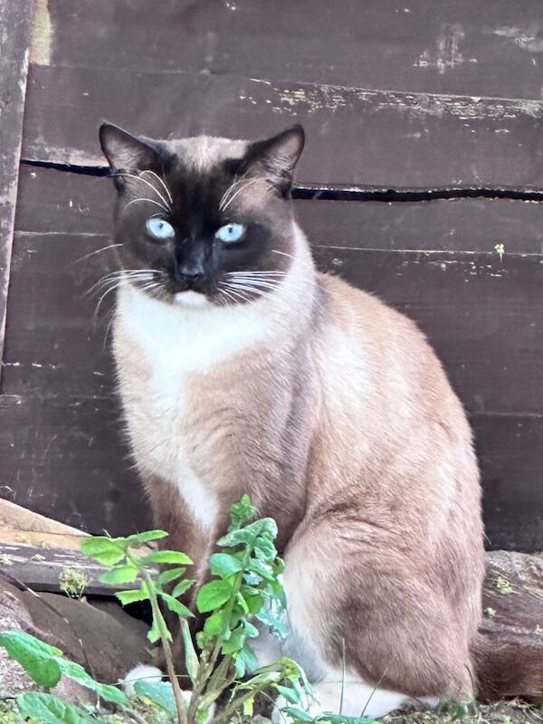 Snowshoe Siamese