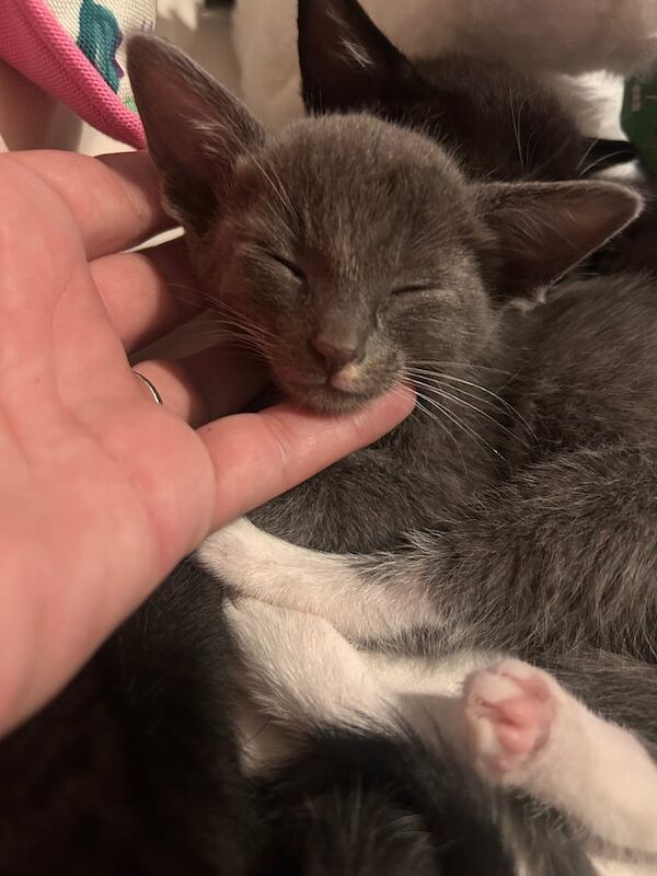 Siamese kittens for sale in Musselburgh, East Lothian – 7 weeks old