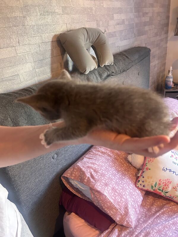 Siamese kittens for sale in Musselburgh, East Lothian – 7 weeks old - Image 3 of 3