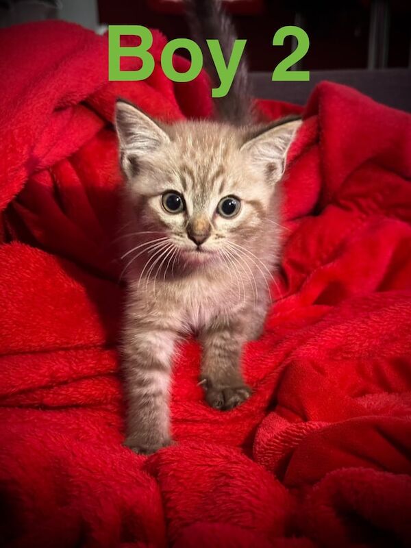 Siamese kittens for sale in Dursley, Gloucestershire – 9 weeks old