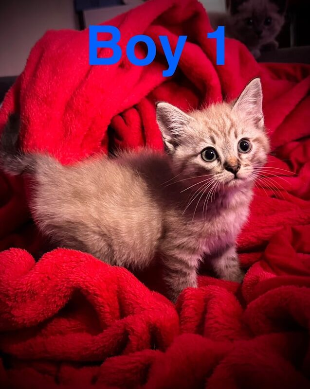 Siamese kittens for sale in Dursley, Gloucestershire – 9 weeks old - Image 2 of 3