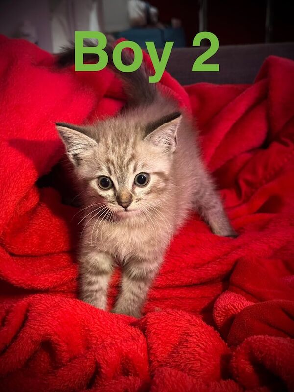 Siamese kittens for sale in Dursley, Gloucestershire – 9 weeks old - Image 3 of 3