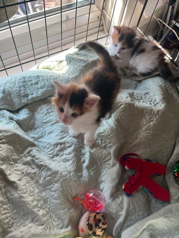 Stunning kittens for sale in Mitcham, Greater London