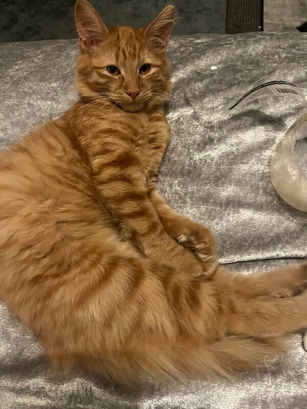 Stunning kittens for sale in Mitcham, Greater London | Image 2