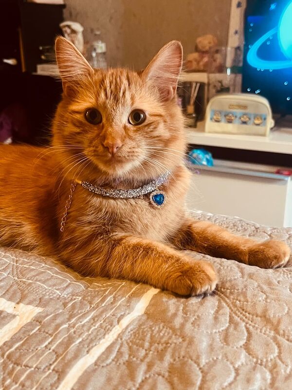 Stunning kittens for sale in Mitcham, Greater London | Image 3