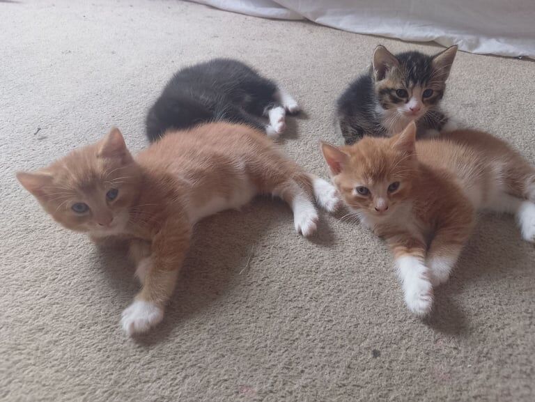 Siamese kittens for sale in Southampton, Hampshire – 5 weeks old