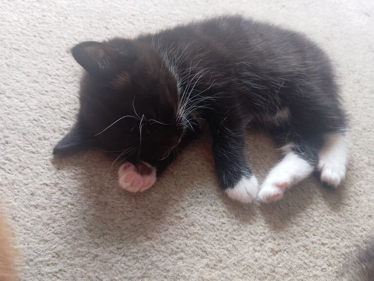 Siamese kittens for sale in Southampton, Hampshire – 5 weeks old - Image 2 of 3