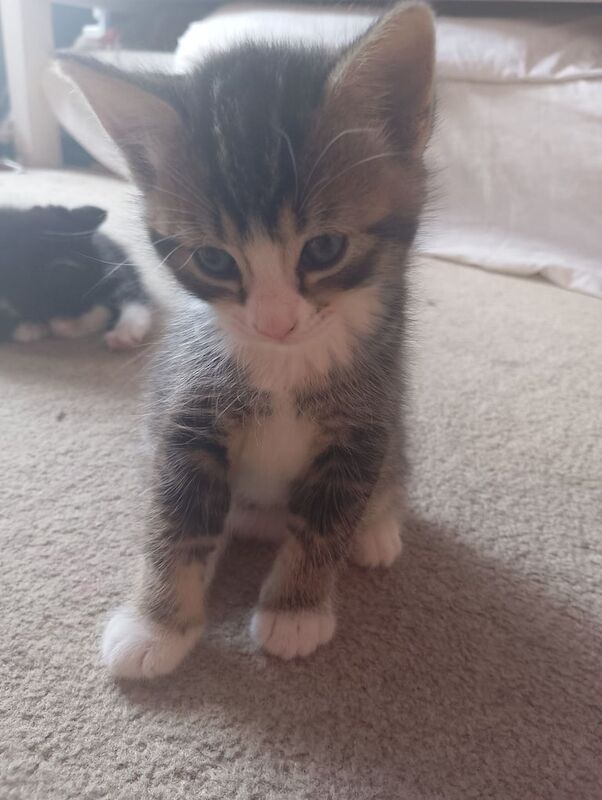 Siamese kittens for sale in Southampton, Hampshire – 5 weeks old - Image 3 of 3