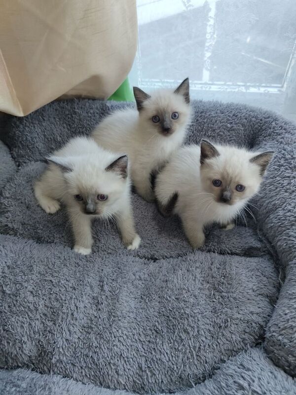 Siamese kittens for sale in Leicester, Leicestershire – 9 weeks old